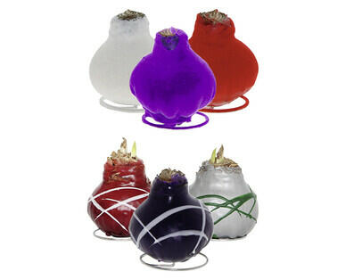 BULBE D'AMARYLLIS FORCÉ DESIGN