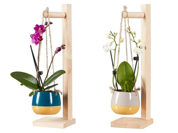 Mini Schmetterlingsorchidee Hang-On