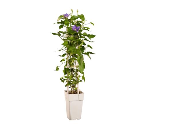 Climbers & Clematis