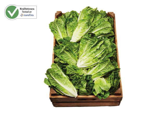 Romansallad