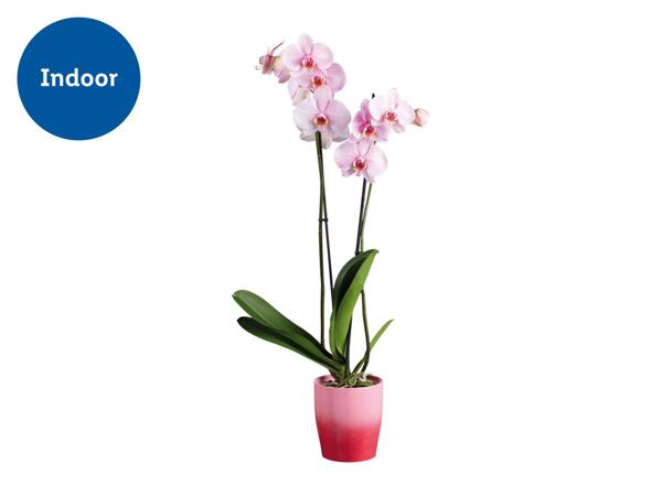 Colourful Orchid in Pot