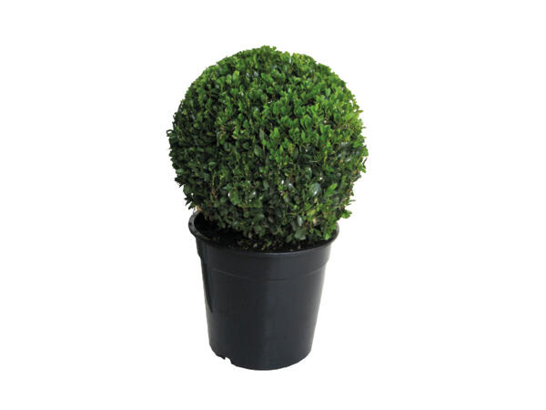 Large Buxus Ball