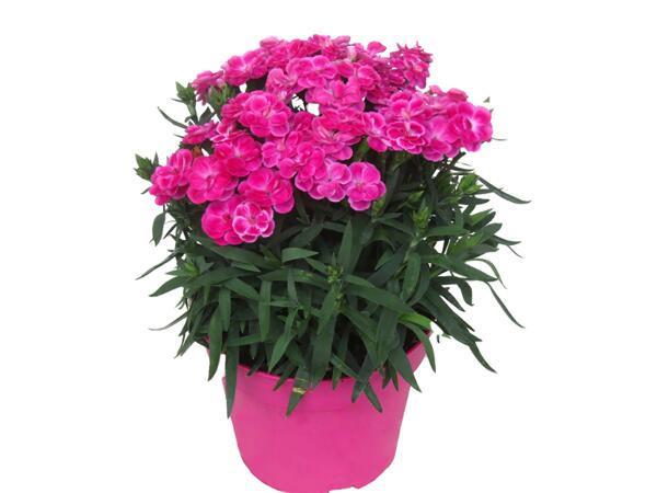 Dianthus Caryophyllus