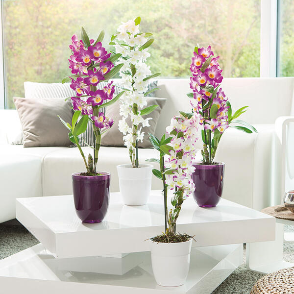 Dendrobium nobile