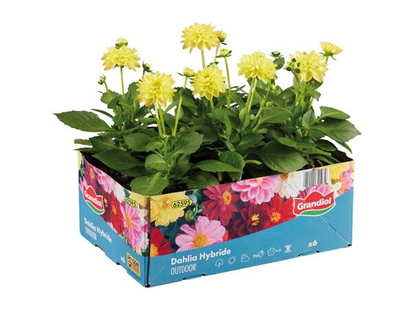 Bedding Plants