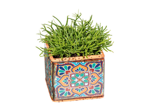 Green Plants