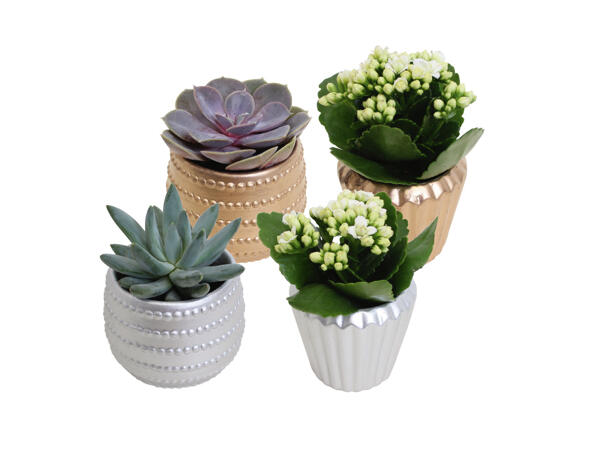 Suckulent/kalanchoe i keramikkruka