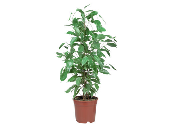 Green Houseplants