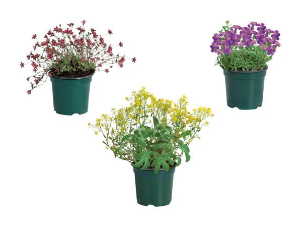Plantes vivaces couvrantes