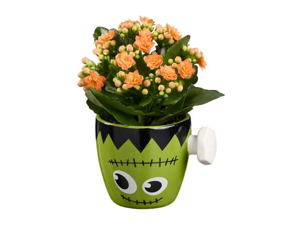 Mini Halloween Planter