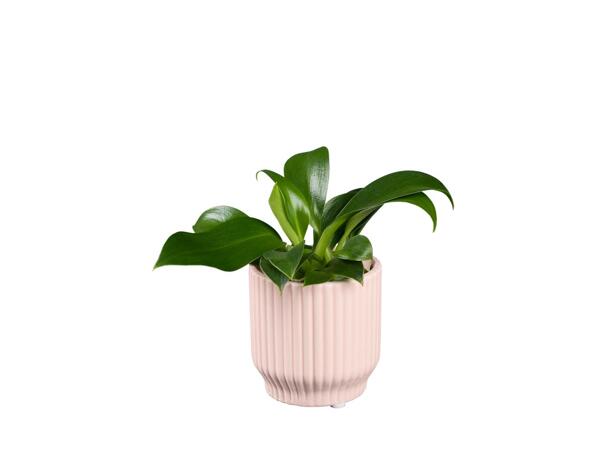 Mini Succulent in Modern Ceramic Pot