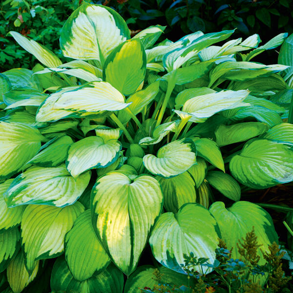 Funkie Hosta XL