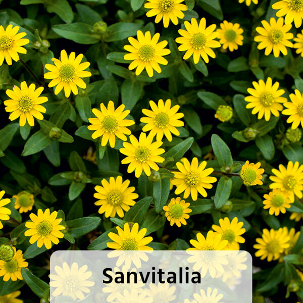 Sommergarten