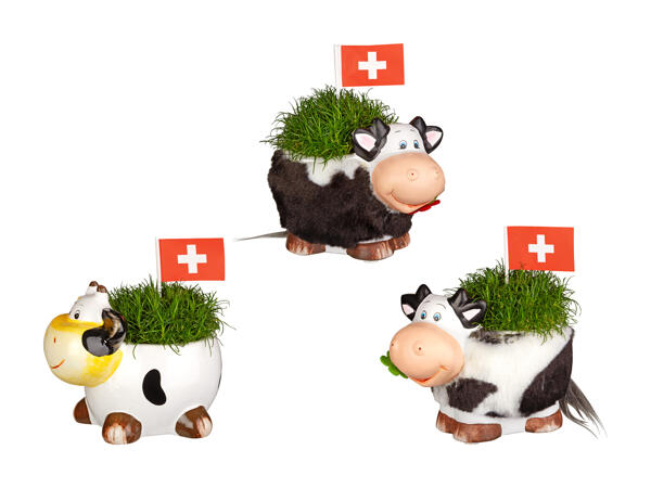 Sagine dans un pot en forme de vache pour le 1er août