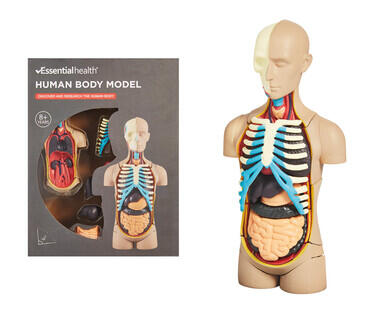 Human Anatomy Models