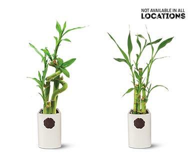 4" Lucky Bamboo