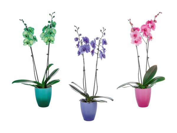 Phalaenopsis royal dans un pot en céramique