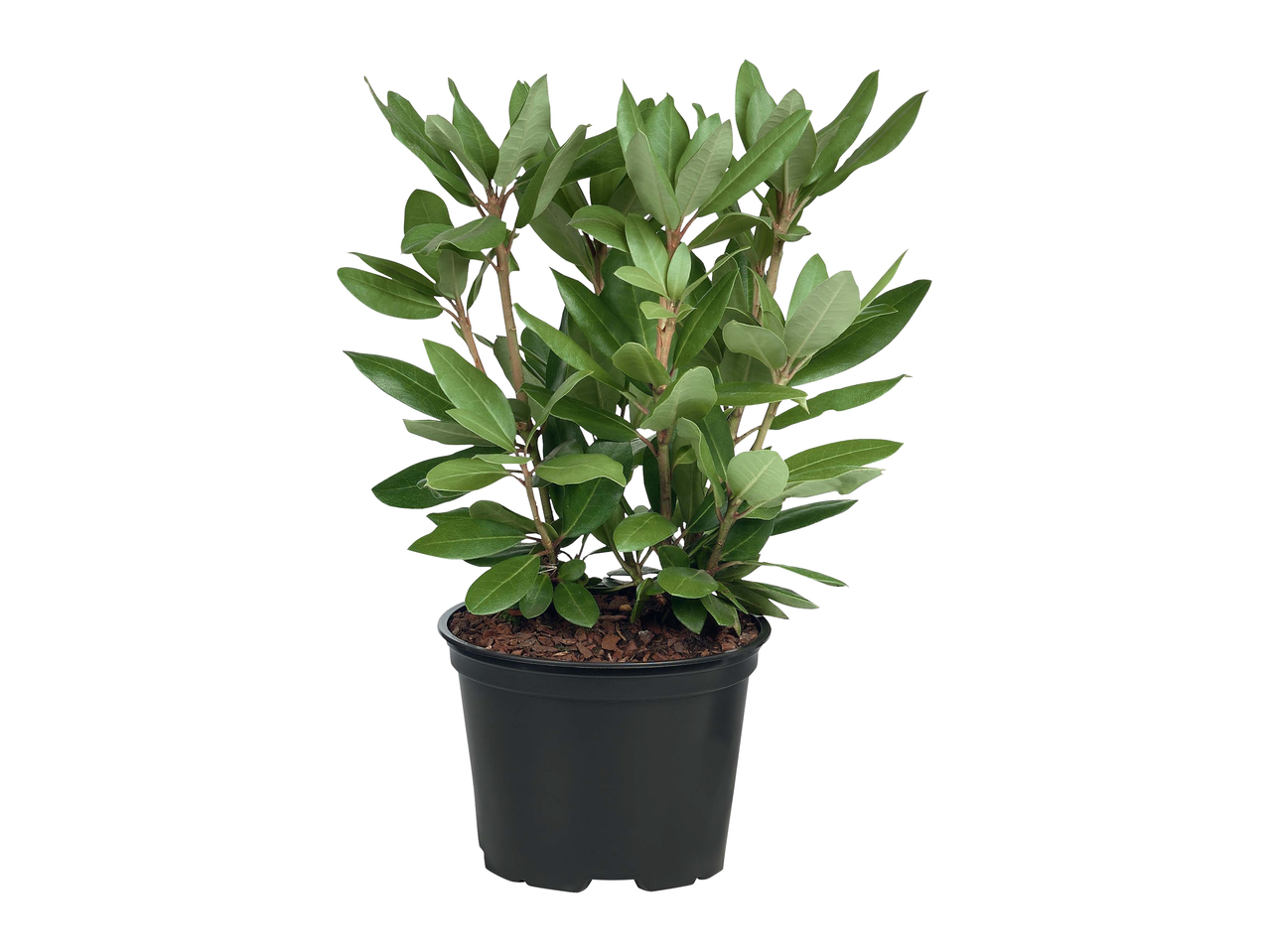 Rhododendrons