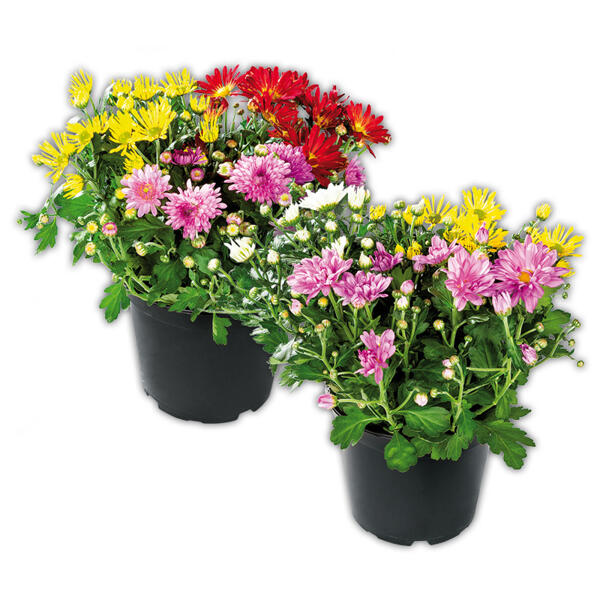 Chrysanthemen-Busch