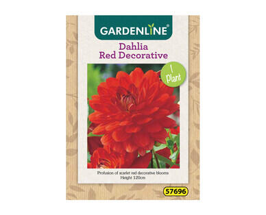 Dahlia or Gladioli Packet Bulbs