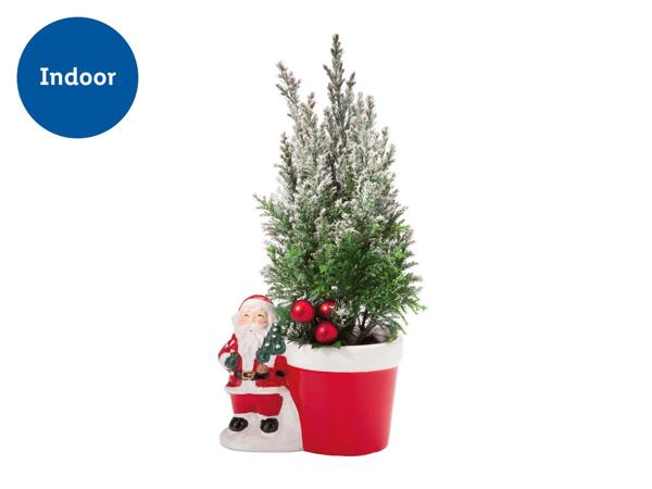 Santa with Conifer