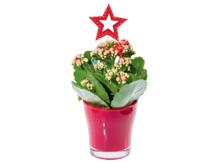 Kalanchoe in Ceramic Pot