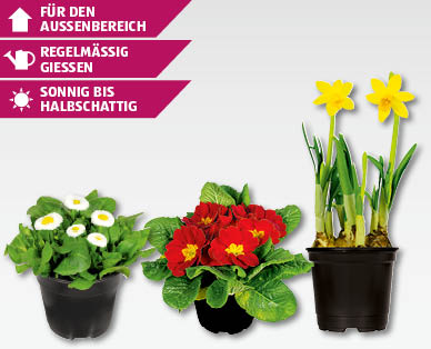 Saisonflor Frühlingsboten