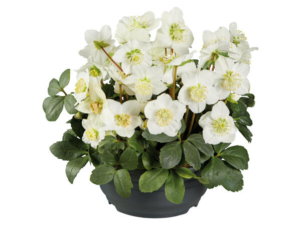 Christrose in Schale
