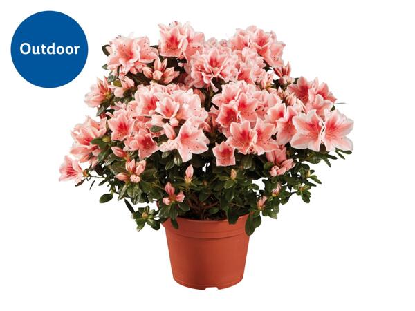 Premium Azalea