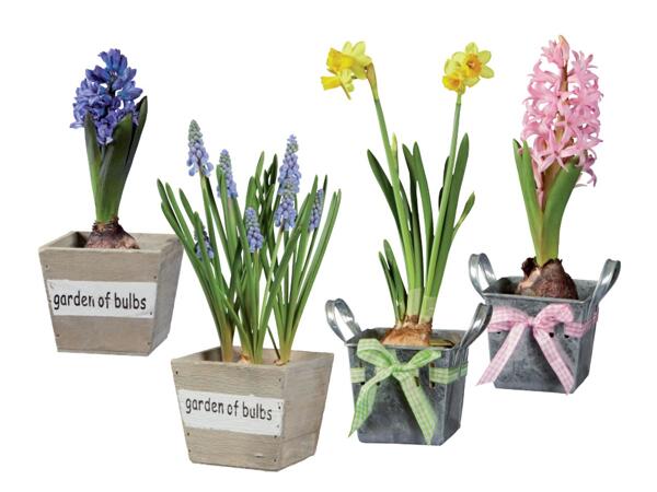 Bulbs in pot