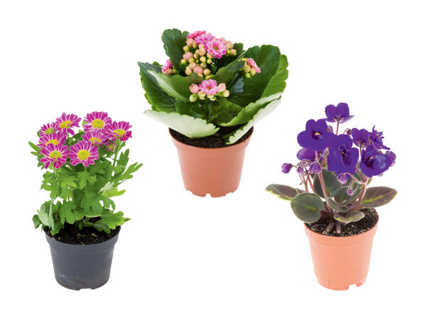 Mini plantes à fleurs