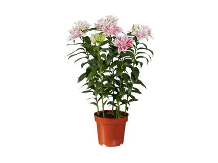 Mélange de lys Roselily