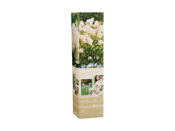 Spring Hydrangea in Box