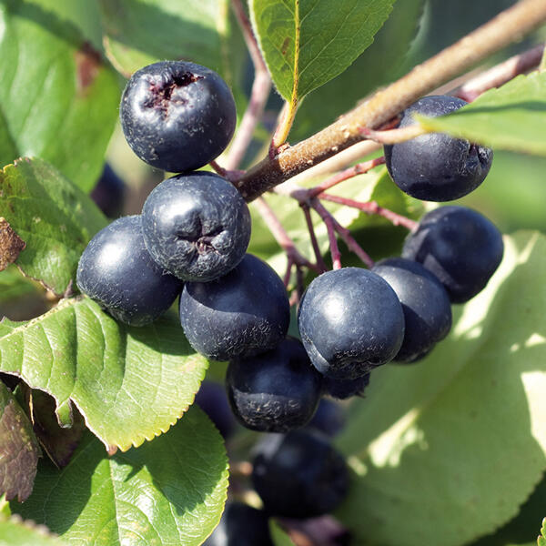 Beerensträucher