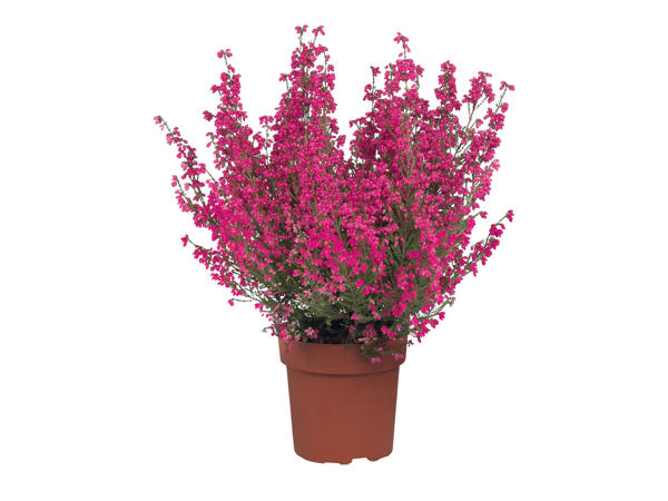 Heather Erica Gracilis