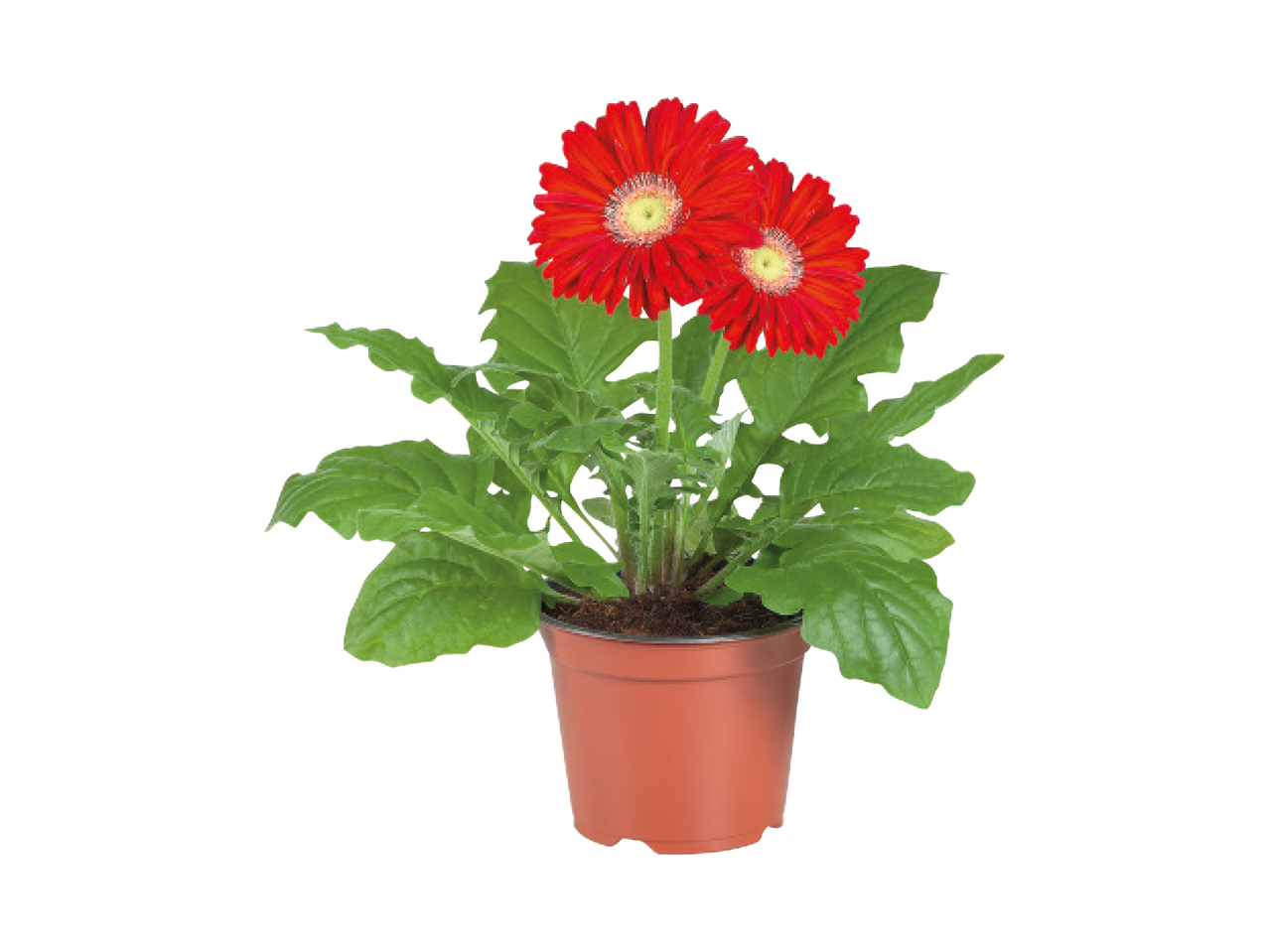 Gerbera1