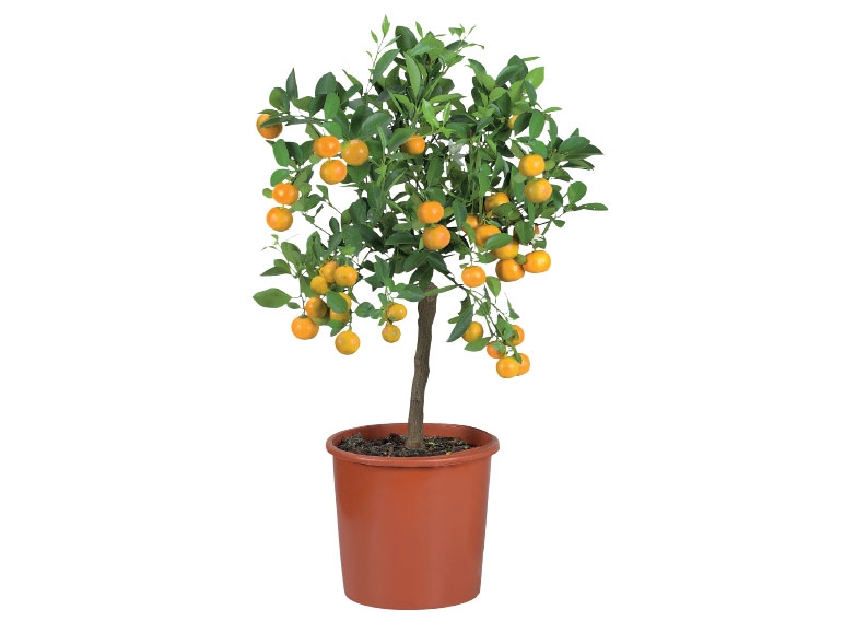 Ornamental Citrus Plants