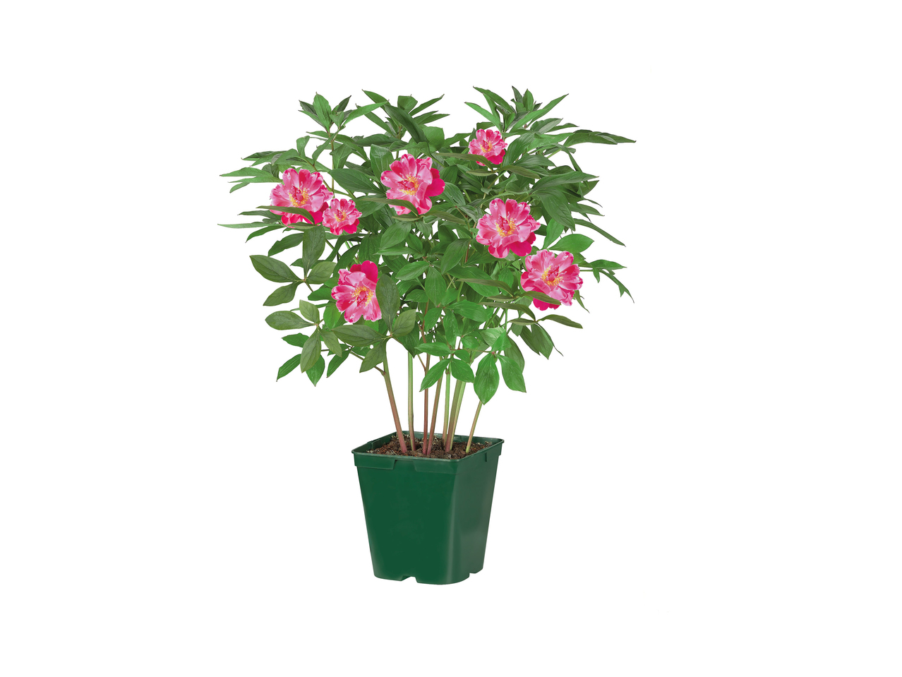 Peony Plants1