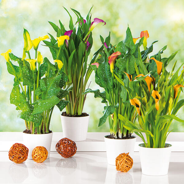 Calla "Zantedeschia"