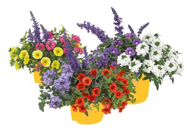 Summer Flower Mix