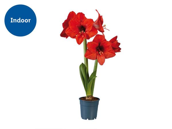 Twin Stem Amaryllis