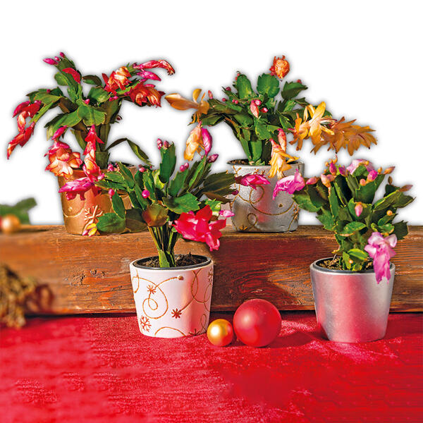 Weihnachtskaktus