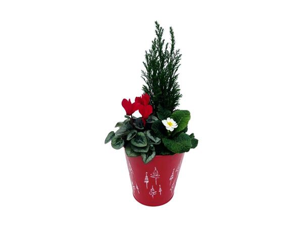 Red Zinc Christmas Pail