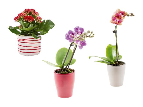 Mini plante à fleurs dans un pot en céramique