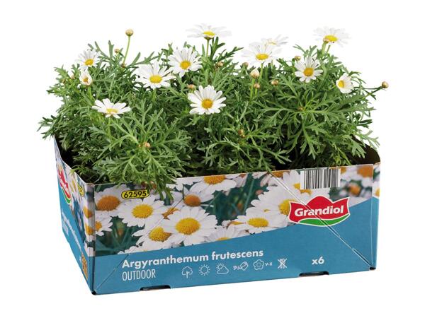 Bedding Plants