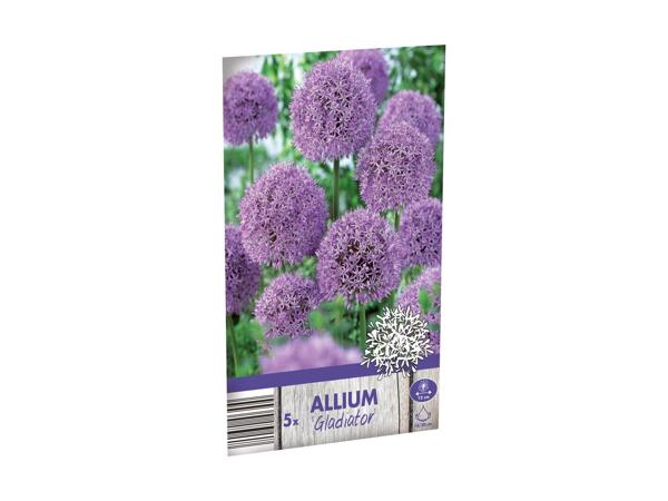 Allium blomsterløg