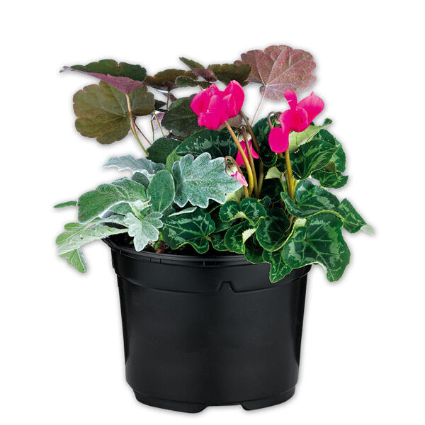 Herbstmix Trio