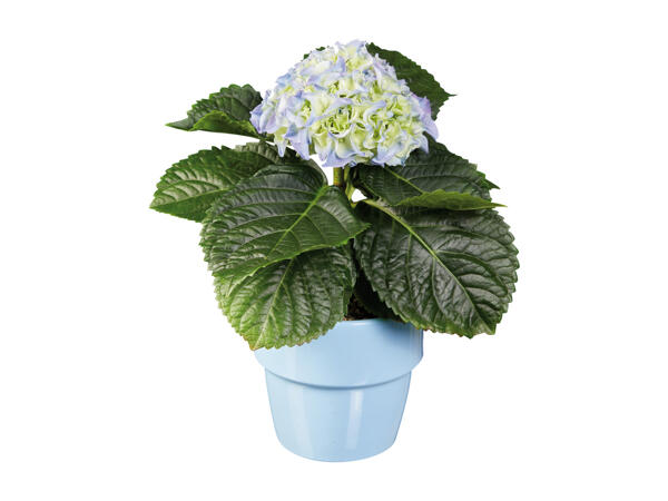Hydrangea