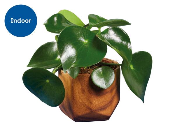 Plant in Wood Effect Ceramic