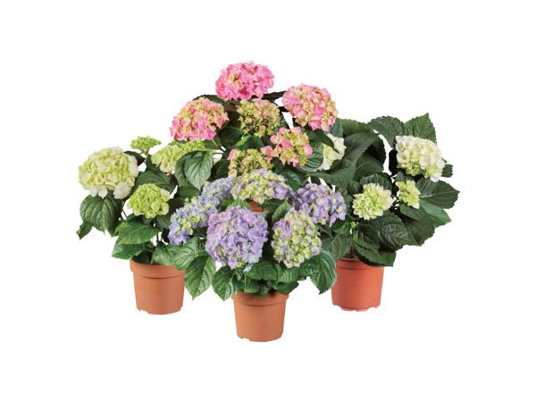 Hortensia